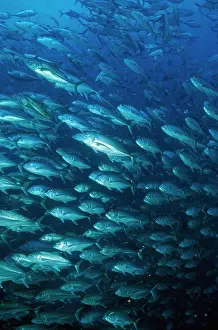 Douglas David Seifert: Horse-eyed Jacks - close-up of shoal