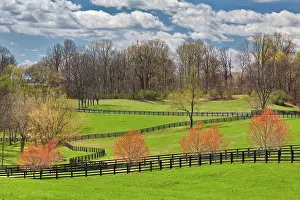 Louisville: Horse Farm, Kentucky