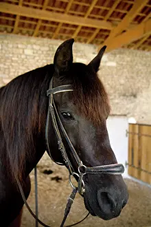 Frazier: Horse on a farm near Angouleme in southwestern