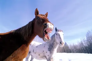 Neighing: Horse in field neighing, Appaloosa in background