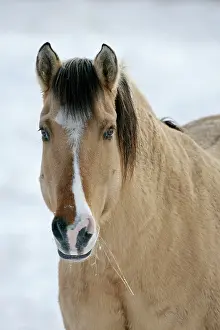 Pricked: Horse - Fijord-Quarterhorse portrait in winter
