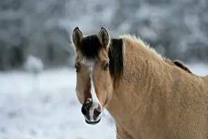 Pricked: Horse - Fijord-Quarterhorse portrait, in winter