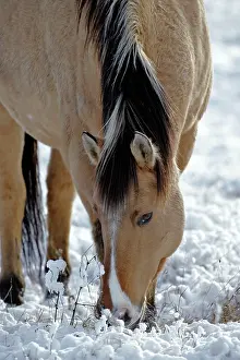 Quarterhorse: Horse Fijord-Quarterhorse in snow feeding at winter pasture