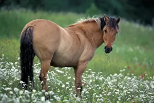 Pastural: HORSE - Fjord Quarterhorse in meadow of flowers
