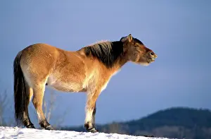 Neighing: HORSE - Fjord Quarterhorse neighing, side view