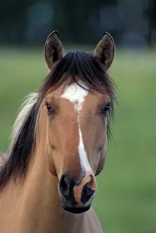 Pricked: Horse - Fjord Quarterhorse, portrait close-up