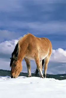 Quarterhorse: Horse - Fjord Quarterhorse standing on hilltop