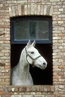 Bitten: Horse - 'flea bitten greyI colouring, standing