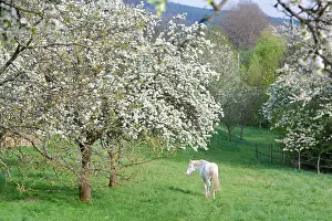 Orchards: Horse in a Flowering Orchard Doller Valley Alsace France