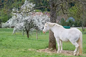 Orchards: Horse in a Flowering Orchard Doller Valley Alsace France