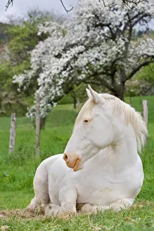 Orchards: Horse in a Flowering Orchard Doller Valley Alsace France