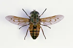 Tabanus: Horse Fly