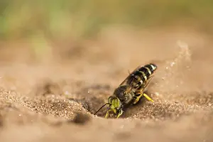 Digging: Horse Fly
