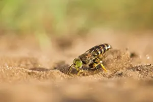 Digging: Horse Fly