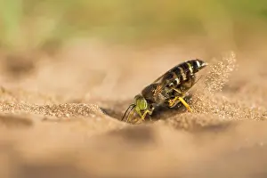 Digging: Horse Fly