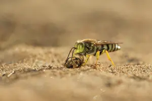 Digging: Horse Fly