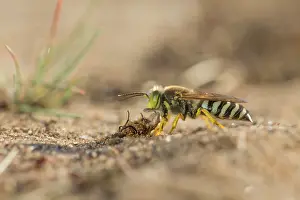 Digging: Horse Fly