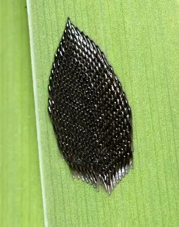 Brachycera: Horse-fly Eggs