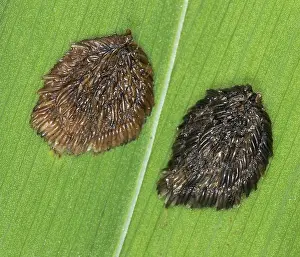 Brachycera: Horse-fly Eggs