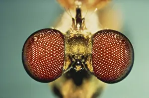 Sense: Horse Fly Eyes