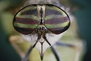 Sense: Horse Fly Eyes