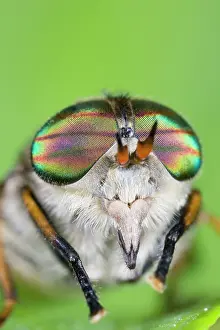 Horseflies: Horse Fly (female) - showing banded eyes