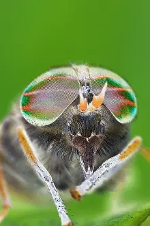 Horseflies: Horse Fly (female) - showing banded eyes