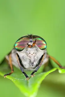 Horseflies: Horse Fly (female) - showing banded eyes