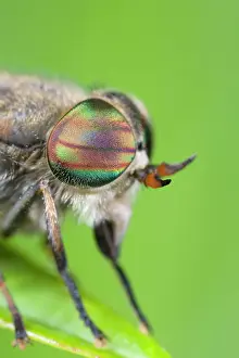 Horseflies: Horse Fly (female) - showing banded eyes