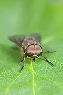 Horseflies: Horse Fly - showing large compound eyes