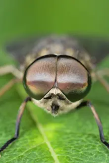Horseflies: Horse Fly - showing large compound eyes