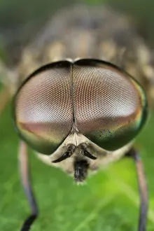 Horseflies: Horse Fly - showing large compound eyes