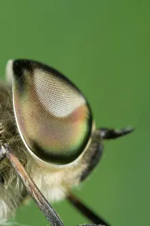 Horseflies: Horse Fly - showing large compound eyes