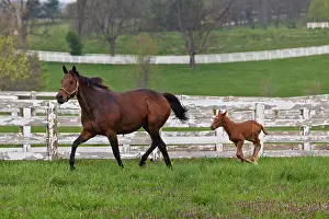 Exercising: Horse and Foal
