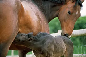 Nuture: HORSE - foal suckling