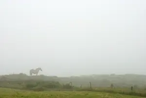 Humidity: Horse in fog Auvergne France