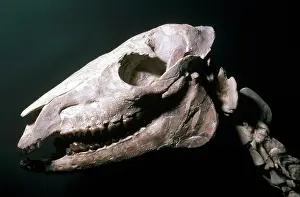 Mounted: Horse Fossil