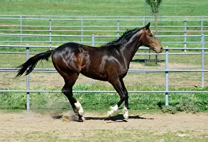 Pens: Horse - galloping