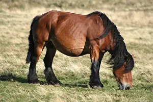 Draught: A horse grazing on the Aubrac in Lozere