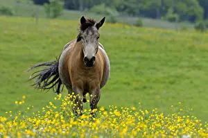 Comt: Horse grazing in Buttercups Brognard Doubs France