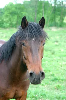 Pricked: Horse - grazing on grass