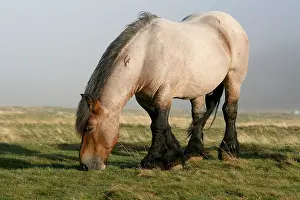 Dray: Horse grazing in morning in the fog Lozere Aubrac