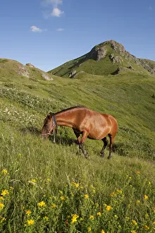 Mountainpeak: Horse grazing Stara Planina Central Balkan NP Bulgaria