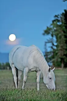 Moonlight: Horse Grey Appaloosa mare grazing in field under
