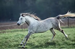 Paddock: HORSE - grey arab mare cantering in paddock