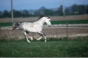 Speed: HORSE - Grey Arab mare- galloping