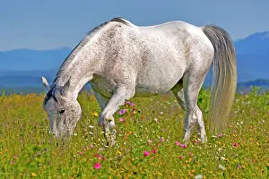 Grassing: Horse Grey Arabian mare grassing in meadow of wildflowers