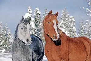 Geldings: Horse Grey dapple Arabian Mare and chestnut Arab