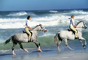 Dappled: HORSE - Grey horses and riders in surf on beach