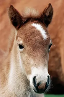 Haflinger: Horse - Haflinger Foal